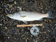 Greg Babbit Striper